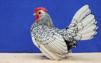 Gà trưởng thành
