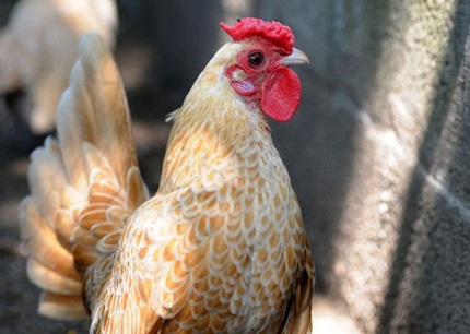 Gà trưởng thành