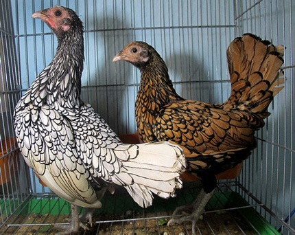 Gà trưởng thành