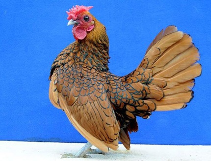 Gà trưởng thành