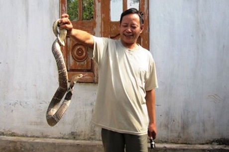 Rắn "đẻ" ra vàng - 1 Giới thiệu rắn hổ mang trâu với khách.
