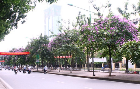 Rực sắc tím bằng lăng, giới trẻ Hà thành đổ xô chụp ảnh - 2 Con phố Kim Mã rợp bóng bằng lăng