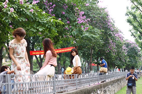 Rực sắc tím bằng lăng, giới trẻ Hà thành đổ xô chụp ảnh - 3 Bạn trẻ thích thú tạo dáng với hoa bằng lăng