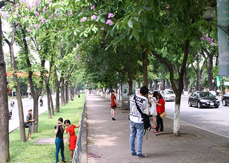 Rực sắc tím bằng lăng, giới trẻ Hà thành đổ xô chụp ảnh - 5 Mai Châm