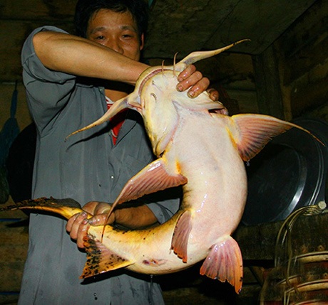 5 loài cá tiến vua huyền thoại của Việt Nam - 14 Cá chiên, một loài cá da trơn phân bố chủ yếu tại các dòng sông ở miền núi phía bắc Việt Na