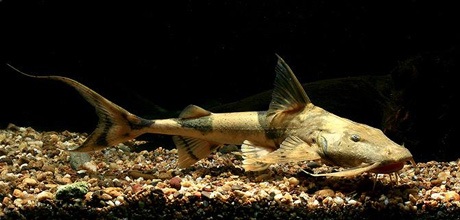 5 loài cá tiến vua huyền thoại của Việt Nam - 13 Cá chiên, một loài cá da trơn phân bố chủ yếu tại các dòng sông ở miền núi phía bắc Việt Na