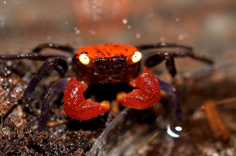 Sau rắn rết, giới trẻ chuyển sang chơi...cua ma - 2 Nhìn những bức ảnh này, dễ hiểu vì sao chúng được đặt tên là cua ma