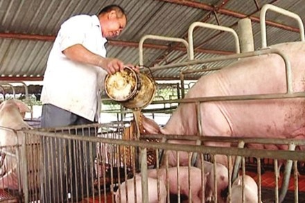 Trại heo hơn 1.000 con trong “trang trại vàng” của ông Năm Thắng