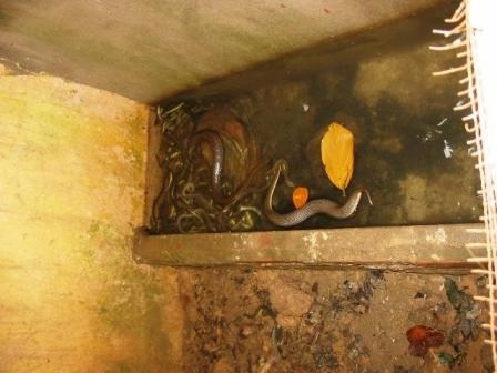 Dựng tóc gáy ở “làng tử thần” - 5 Bể rắn nước nuôi làm thức ăn cho rắn hổ mang.