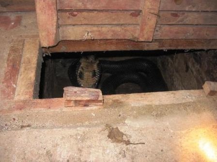 Dựng tóc gáy ở “làng tử thần” - 2 Cận cảnh một “ông rắn hổ” trong chuồng nuôi nhốt.