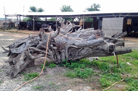 Chiêm ngưỡng gốc trắc "khủng" giá 2 tỉ đồng - 2 Riêng bộ phận râu ria của gốc trắc đã bán được khá tiền.