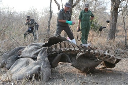 Người Việt điều tra về thảm sát tê giác ở xứ người - 1 PV vượt rừng Kruger của Nam Phi (rộng 2 triệu hécta) để điều tra về nạn tàn sát tê giác.