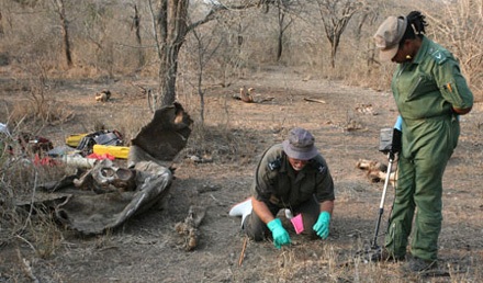 Hiện trường con tê giác bị sát hại dã man, bị chặt mất sừng.