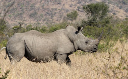 Người Việt điều tra về thảm sát tê giác(2): “Gáo nước lạnh” dội xuống từ… mặt trăng!