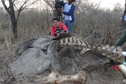 Người Việt điều tra về thảm sát tê giác(2): “Gáo nước lạnh” dội xuống từ… mặt trăng!