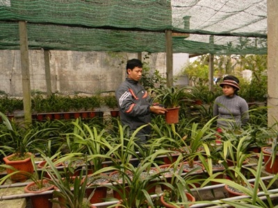 Nhiều người mê lan nghe tiếng đến thăm và học hỏi kinh nghiệm trồng lan từ anh Dũng.