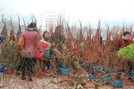 Đào thế dáng đẹp, nhiều nụ đã hạ giá nhưng bán vẫn chậm.