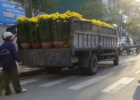 Cảnh mua ế ẩm, thương lái đành chở hoa về.