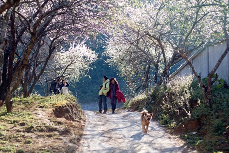 Mùa hoa mận nở ở Mộc Châu đang thu hút rất nhiều cặp đôi và du khách