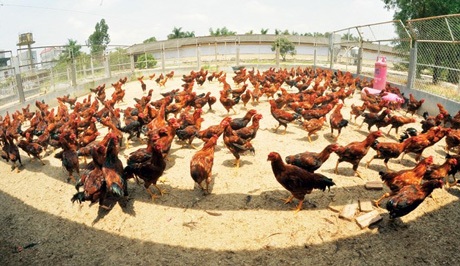 Gà chín cựa bước ra từ truyền thuyết - 1 Đàn gà 9 cựa.