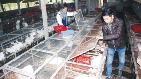 Bỏ thành phố, cặp đôi cử nhân về quê nuôi thỏ kiếm trăm triệu - 1 Bén duyên vợ chồng từ... thỏ