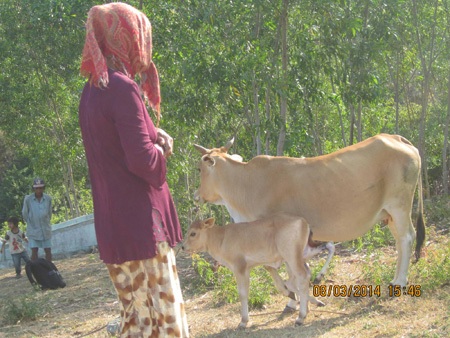 Chủ nhân của con bê kỳ lạ này.