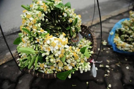 Vương vấn mùa hoa trắng tháng ba - 3 (ảnh minh họa, nguồn internet)