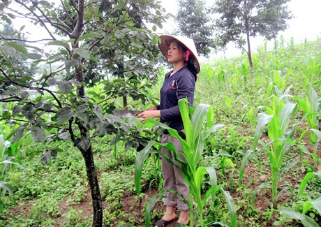 Nữ trưởng thôn 8X được dân tin yêu - 1 Nữ trưởng thôn 8X được dân tin yêu