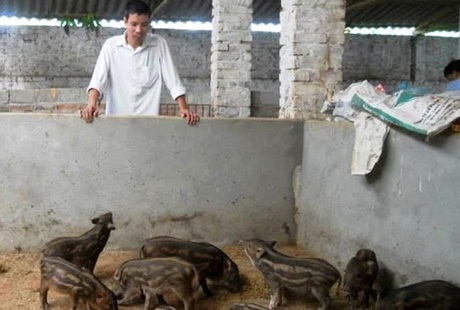 Triệu phú nuôi lợn rừng, chim trĩ đỏ - 1 Anh Nguyễn Văn Giang bên đàn lợn rừng mới sinh của gia đình.