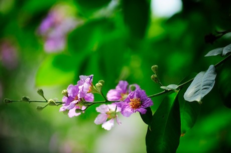 Chia tay nhé, bằng lăng ơi… - 2 Chia tay nhé, bằng lăng ơi…