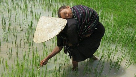 Bát cơm thừa của mẹ