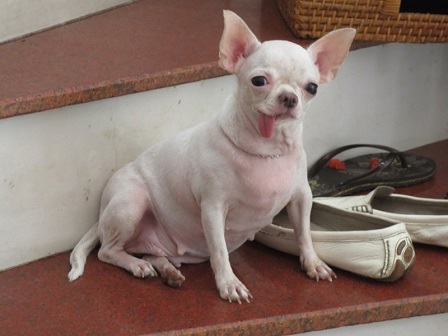 Chú chó thuộc giống Chihuahua ngậm tẩu.