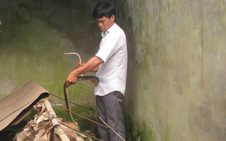Tới chơi nhà bạn, chàng thanh niên “nên duyên” với... rắn - 1 Anh Phú chăm sóc rắn.