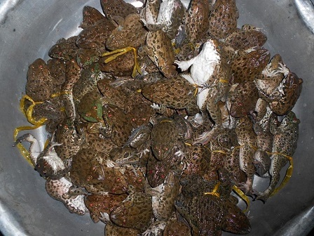 Luật bất thành văn ở ngôi làng đàn ông ngủ ngày - 3 Thành quả một đêm soi ếch.