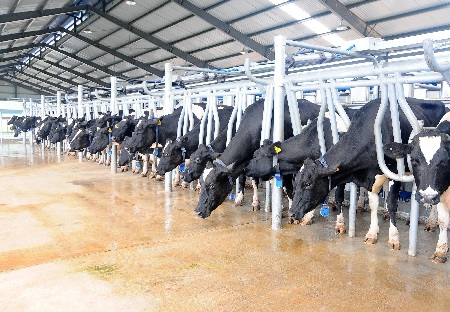 Trang trại bò sữa của Vinamilk ở Nghệ An
