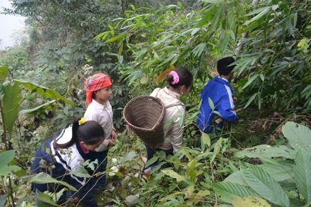 Cùng nhau lên rừng tìm măng
