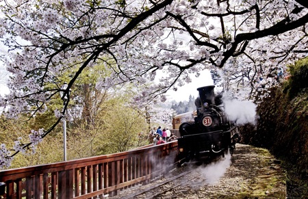 Du lịch Đài Loan chạm mốc 7 triệu du khách trong năm 2012 - 2 Địa điểm du lịch Alishan vào mùa xuân