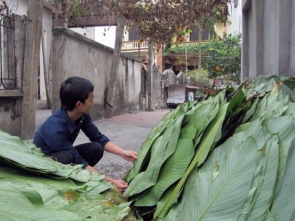 Nhà nào ở làng Tranh Khúc cũng chất đầy lá dong
