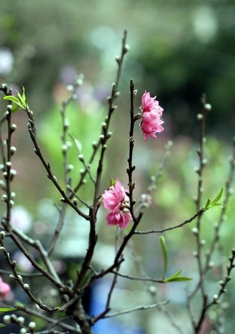 Ngoài mặt hàng chủ đạo là các loại hoa, thì Hàng Lược còn có rất nhiều hàng hóa, đồ trang trí khác.