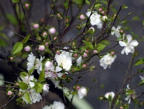 Những khóm mai xinh xắn tinh khôi điểm xuyết.