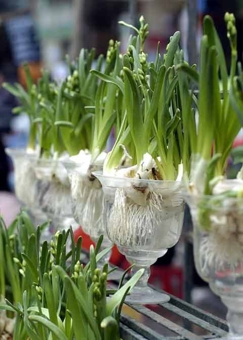 Các vị khách nước ngoài cũng rất hào hứng với Tết cổ truyền của Việt Nam.