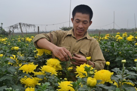 Tỉ mỉ tỉa cánh cho từng cây hoa cúc