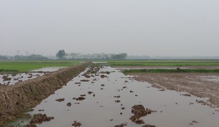 Hàng chục nghìn m2 đất ruộng vẫn bị bỏ hoang ở xã Nghiêm Xuyên