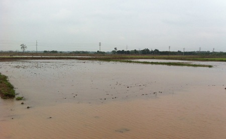 Hàng chục nghìn m2 đất ruộng đang bị bỏ hoang