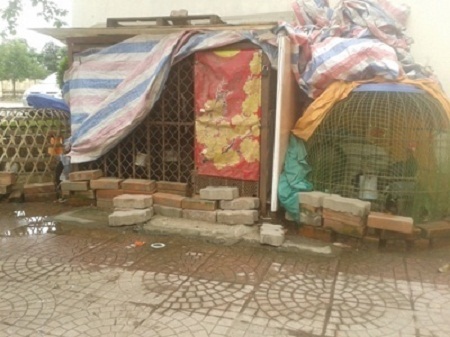 Chung cư Hà Nội: Đua nhau trồng rau, chăn nuôi - 1 Nuôi gà ngay trước chung cư B11D Nam Trung Yên