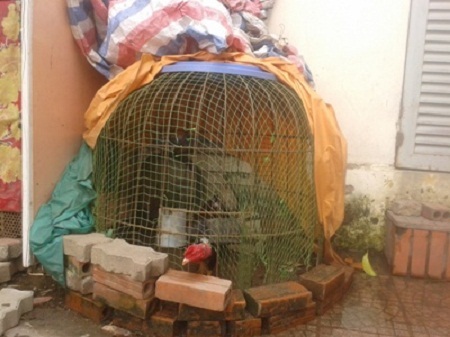 Chung cư Hà Nội: Đua nhau trồng rau, chăn nuôi - 3 Đặt lồng gà ngay dưới chân trạm biến áp Nam Trung Yên