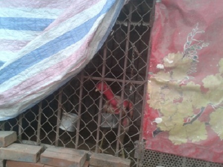 Chung cư Hà Nội: Đua nhau trồng rau, chăn nuôi - 4 Trồng rau ngay cả trên bồn cầu