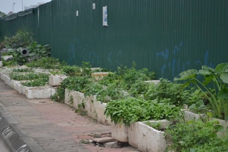 Trồng rau ngay cả trên bồn cầu