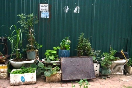 Trồng rau ngay cả trên bồn cầu