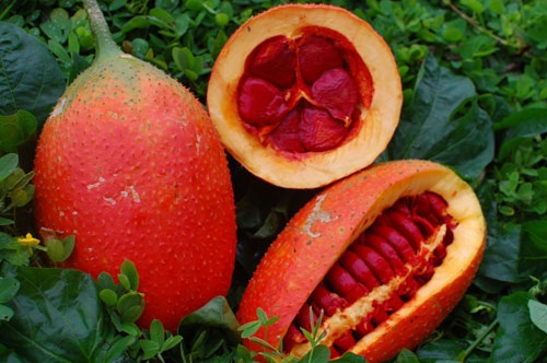 Dầu gấc tốt cho người hiếm muộn - 1 Dầu gấc tốt cho người hiếm muộn